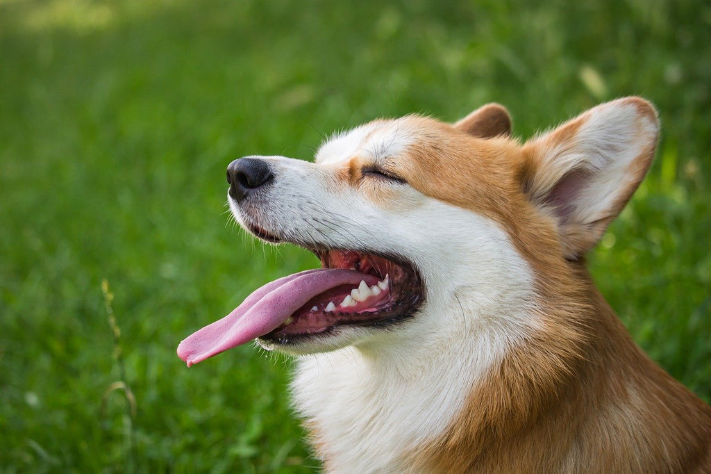 10 Incredible Benefits of Fish Oil for Dogs You Need To Know