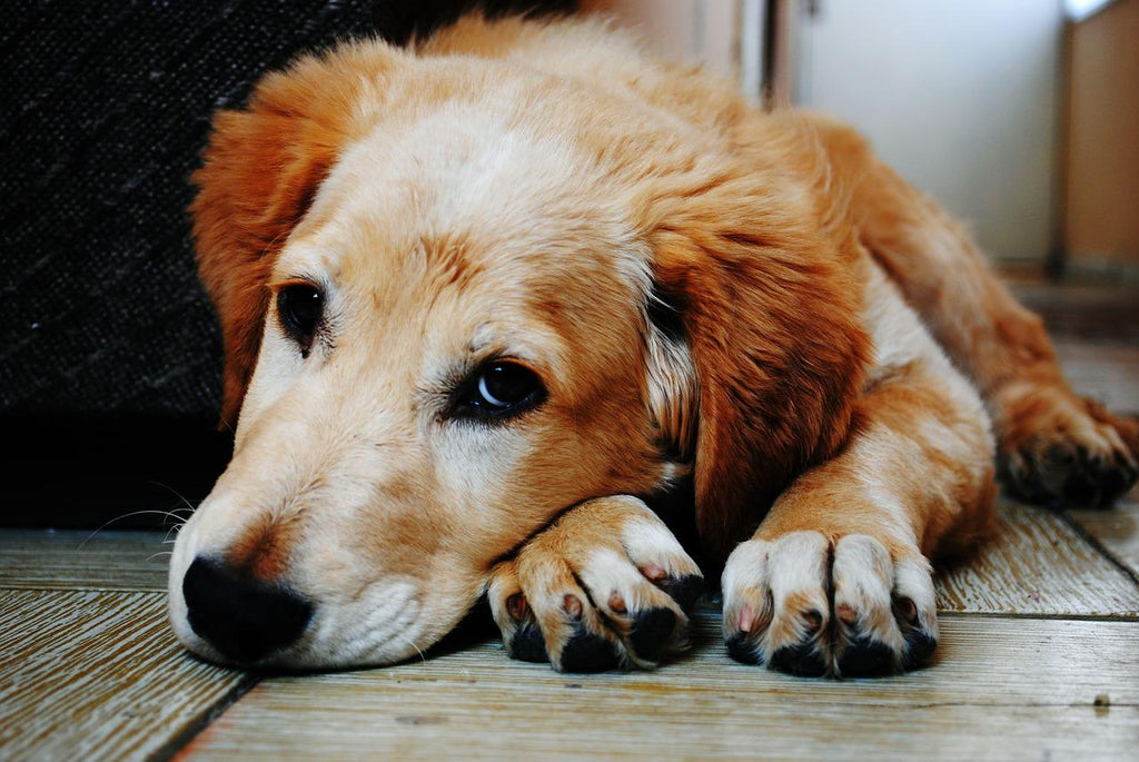 How to feed your picky eater dog: guaranteed method and fun tricks