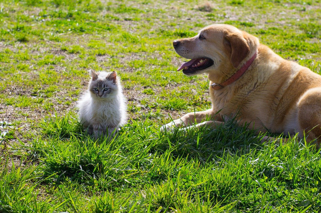 How to introduce a new cat to a household with a dog?