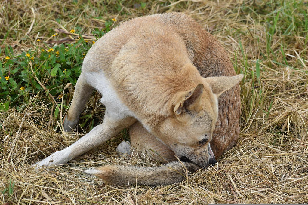 Help! 8 Surprising Reasons Why Your Dog Is Biting His Skin And Ways To Prevent It