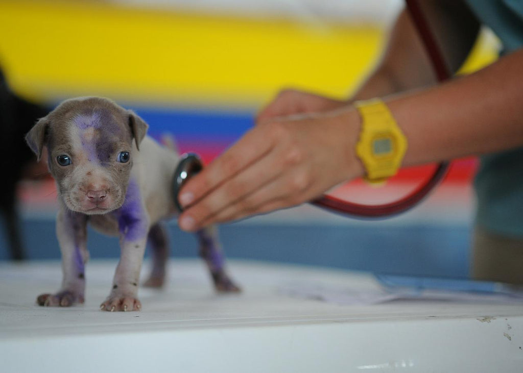 7 Signs That Your Dog Has Mange and How to Treat It