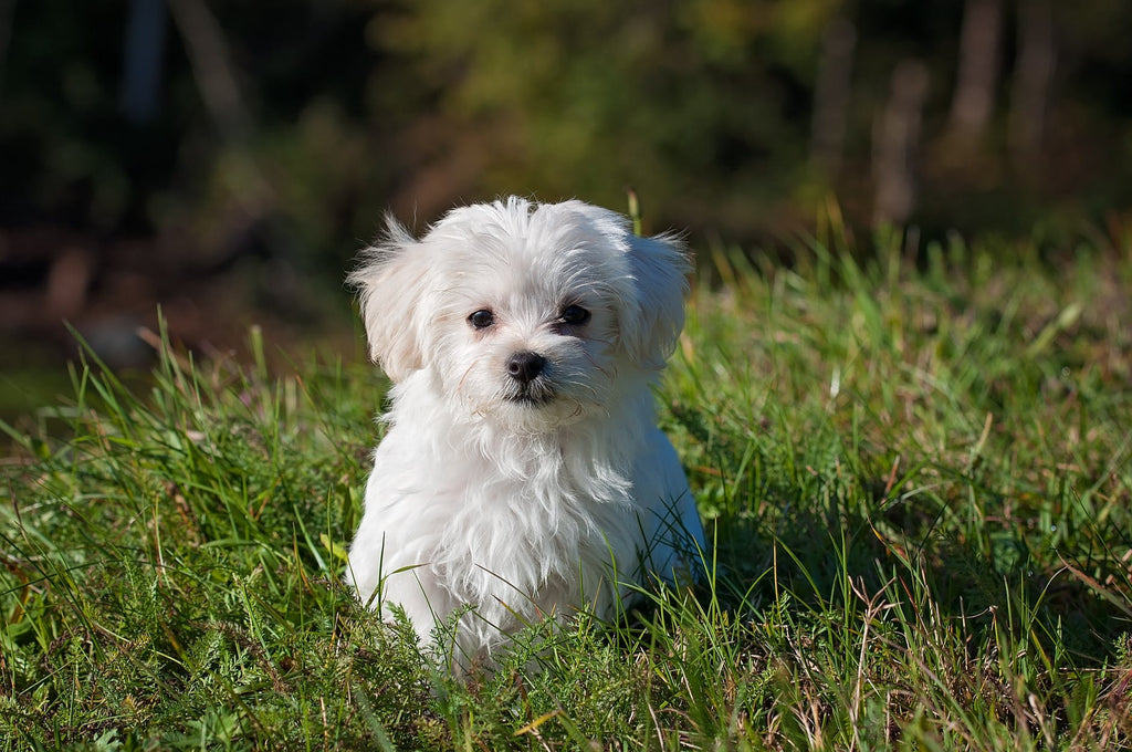 Guide for Maltese Grooming