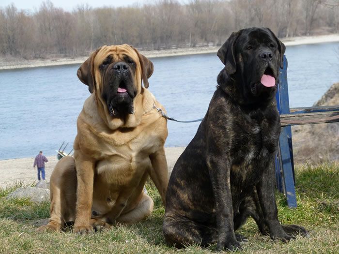 What You Need To Know About the Old English Mastiff