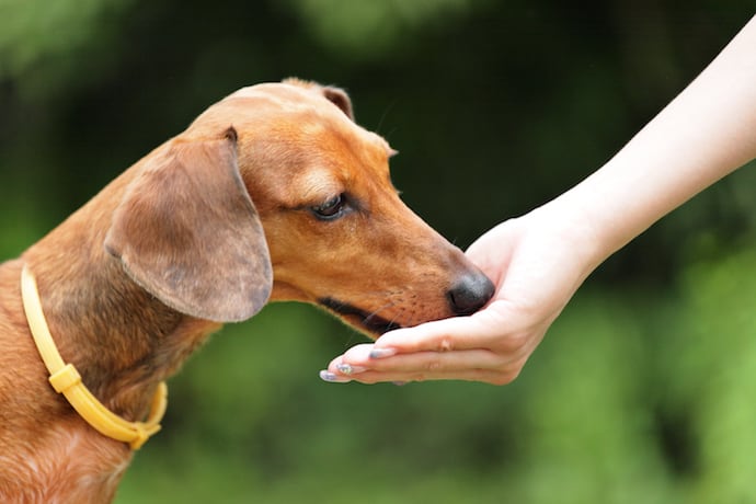 What Is Omega 3 for Dogs and Why Is It So Important