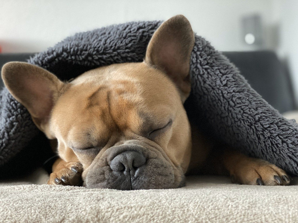 How to treat dog ear mites and always make them disappear fast