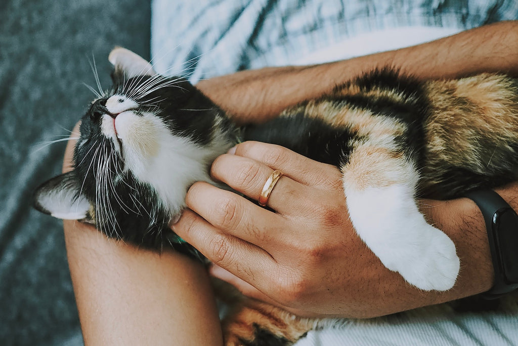 How to Pet a Cat: Everything You Need to Know About Cat Care and Affection