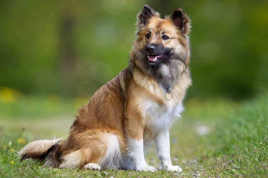 What Iceland brought to the dog
