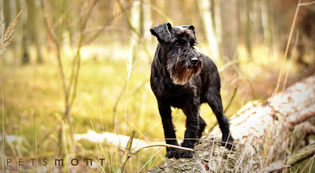 7 Wonderful Ways to Relieve Your Miniature Schnauzer's Itchiness