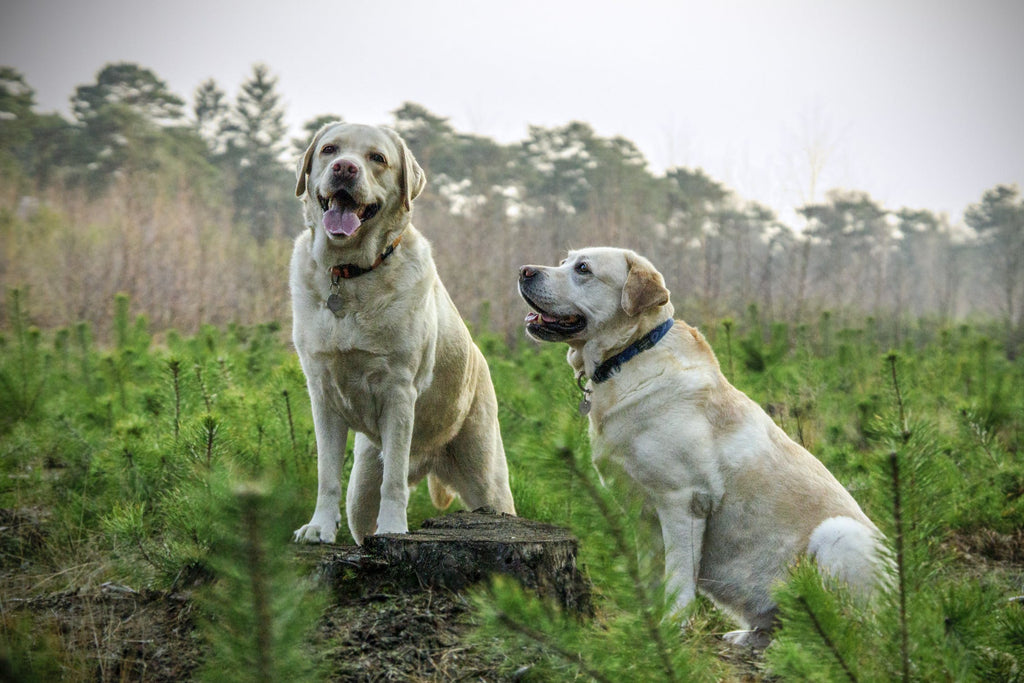 Do Small Dogs Live Longer Than Big Dogs?