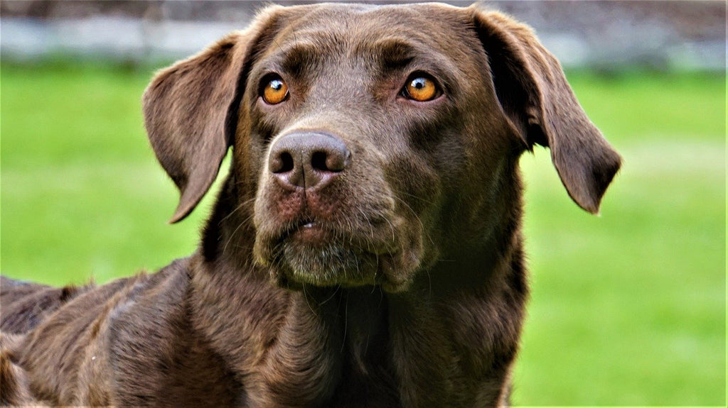 How to clean a dog's ears at home: easy step-by-step guide