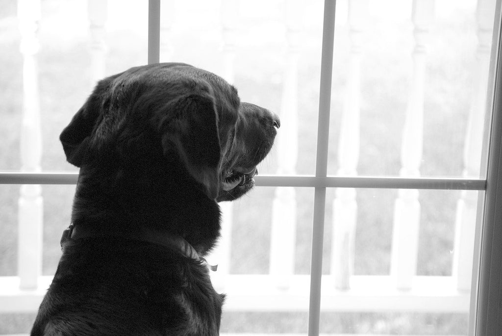 12 Tips To Help a Dog With Separation Anxiety
