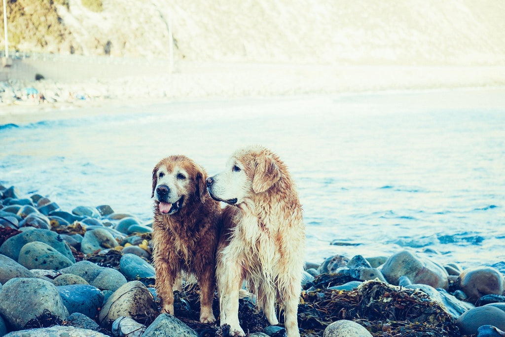 Unexpected Ways to Increase Pet Longevity