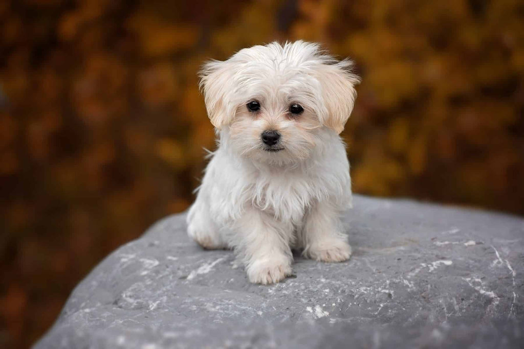 How to Improve the Maltese Lifespan