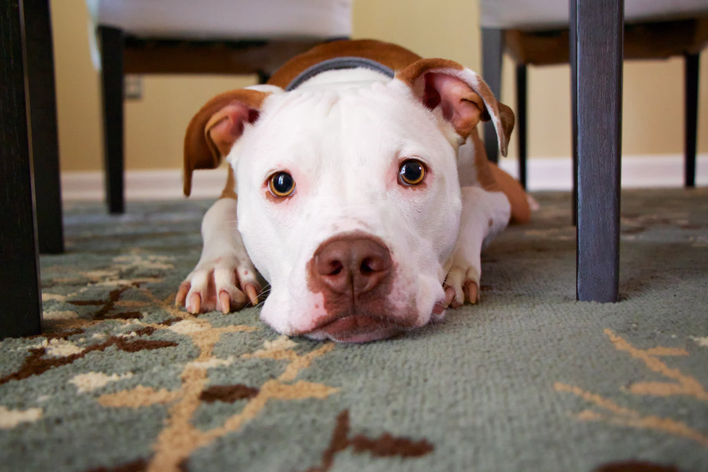 5 Surprisingly Adorable Reasons Why Dogs Go Under The Table To Sleep