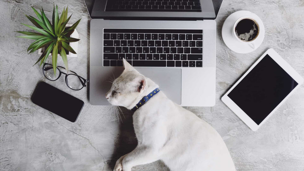 High Tech Pet Products: 4 Best Pet Gadgets From 2019