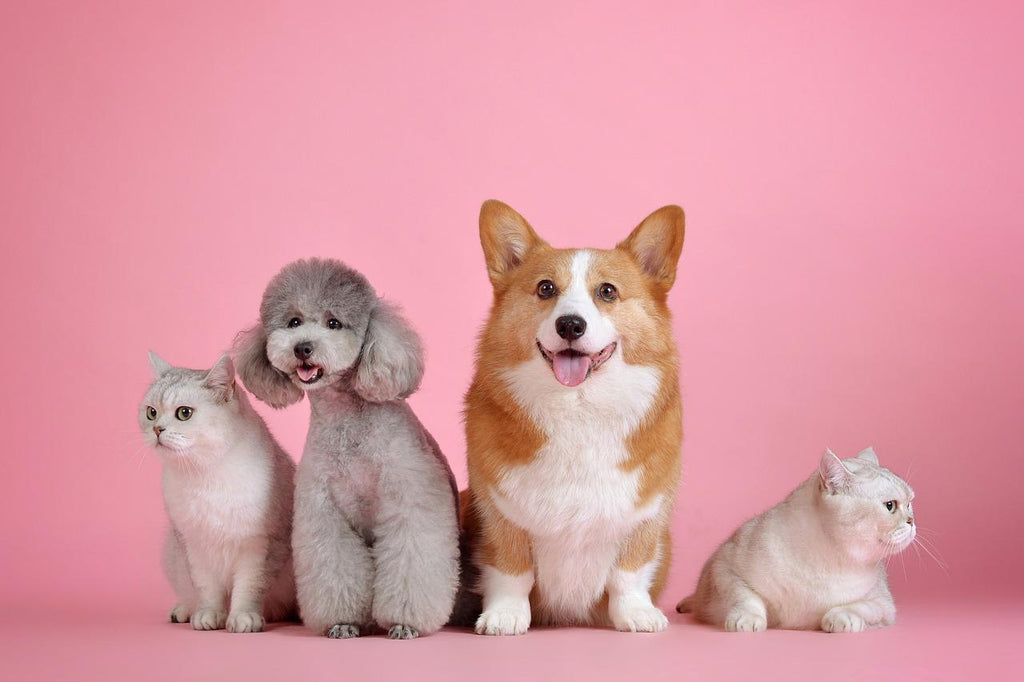 Do Dogs Know People Aren't Dogs And Other Brilliant Facts About Our Furry Friends