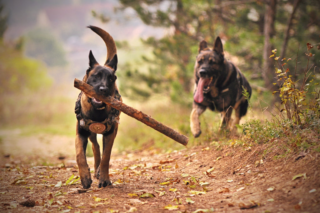 Best Exercise for German Shepherds