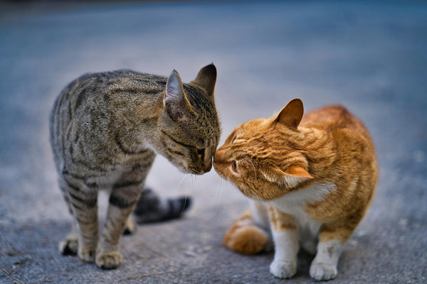 Understanding Lipomas in Cats and Other Companion Animals
