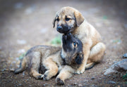 Puppy Pathogens: Parvo and Distemper