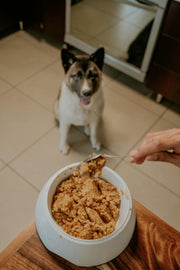 Superior Nourishment:  Senior Pet Diets through their Golden Years