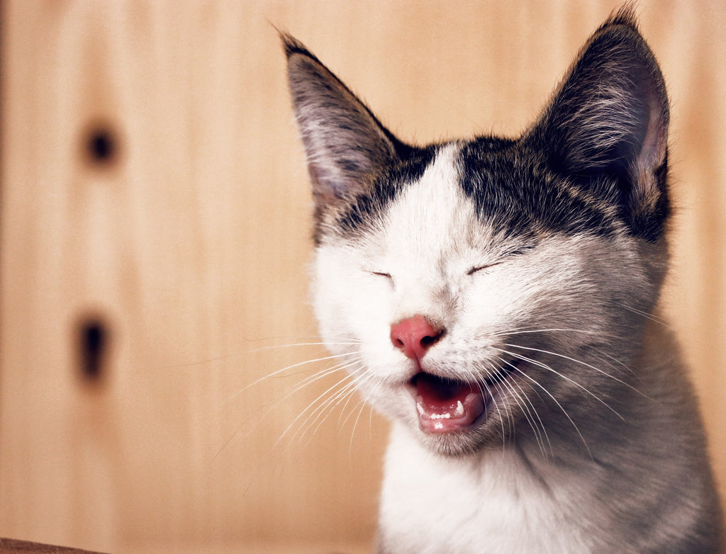 What Makes a Cat Purr?