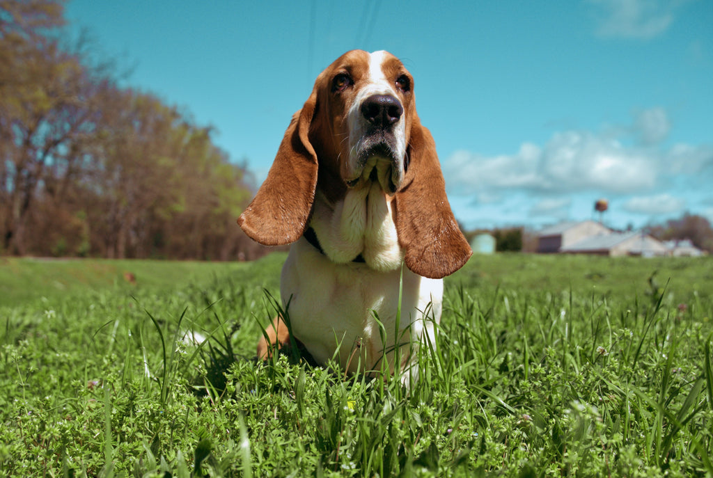 Improving the Basset Hound Lifespan