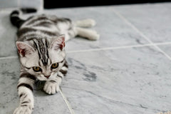 Why is my Cat so Twitchy? A Guide for Cat Parents on Feline Hyperesthesia Syndrome