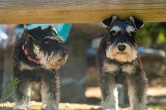 Multiple Lipomas in Senior Dogs (Lipomatosis)