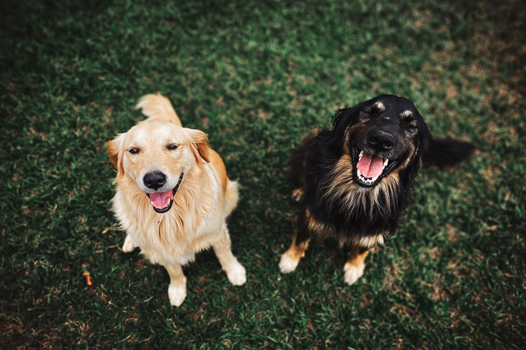 Interested in Foster Animals? Here's What You Need to Know to Get Started