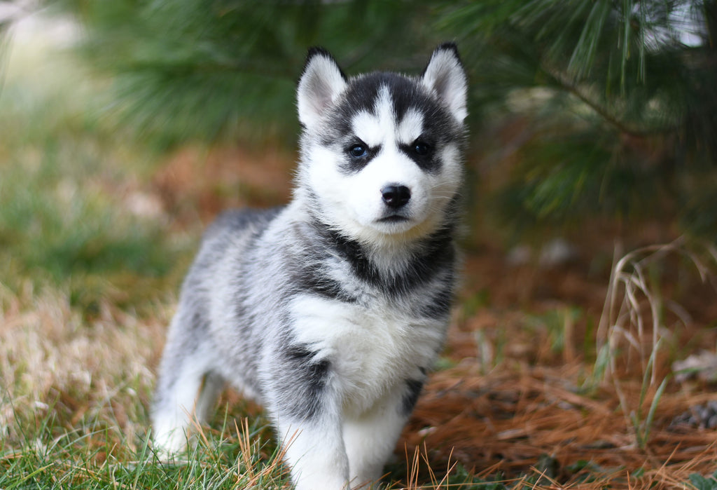 Best Dog Supplements: Keeping Your Dog Healthy