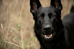 The Ultimate Dog Lumps and Bumps Guide