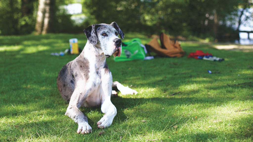 Things to Know Before a Great Dane Adoption