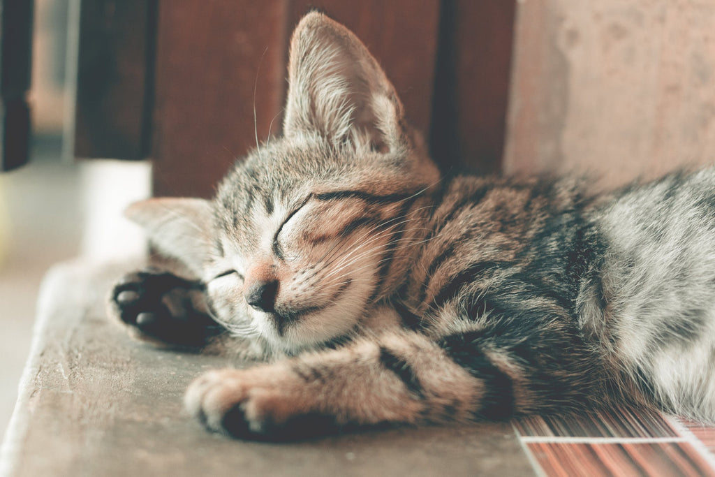 Cat Longevity: Best Ways to Help Your Cat Live Longer