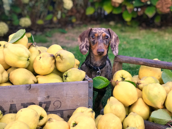 Why Chewy Is Better Than Your Favorite Top Online Retailer