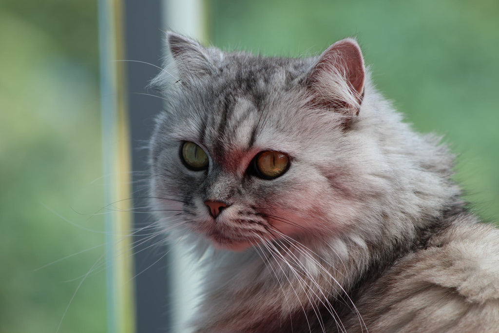 What You Need to Know About the Persian Cat Personality