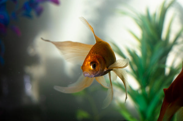 Here's The Right Way To Clean Your Fish Tank