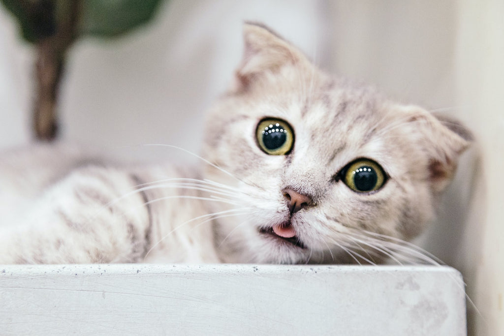 Are Munchkin Cats Hypoallergenic: What You Need to Know