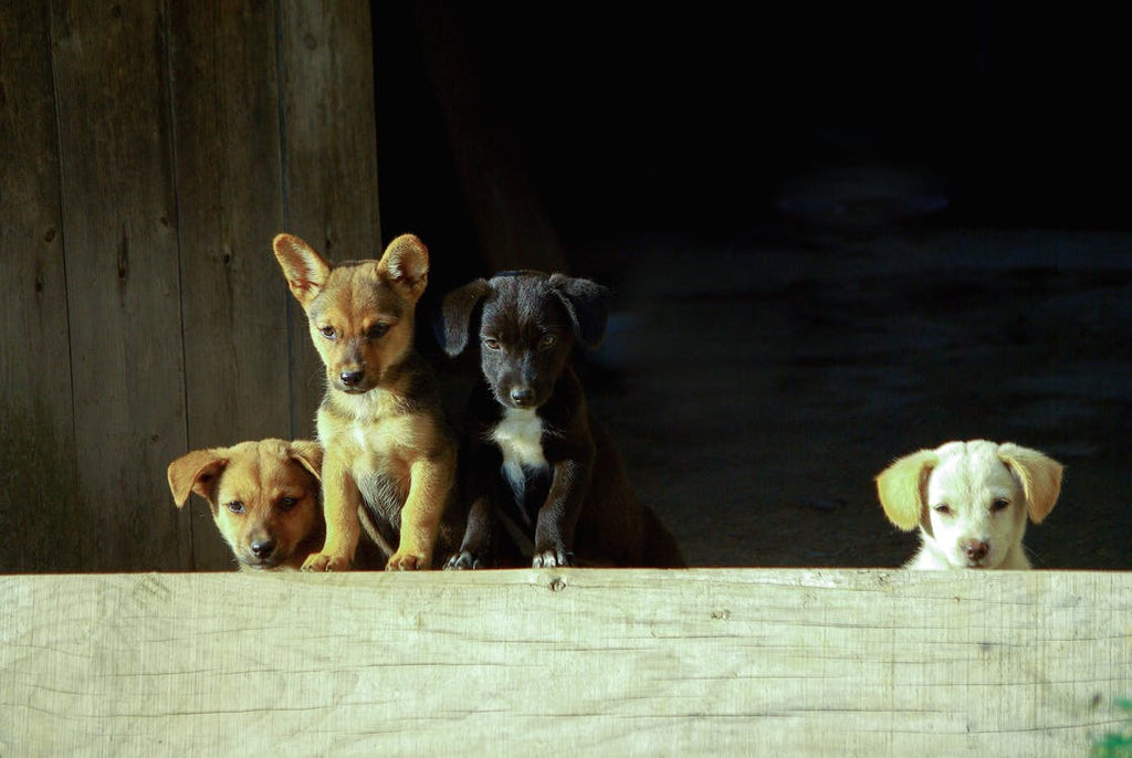 Affectionate Dog Breeds and their original designations