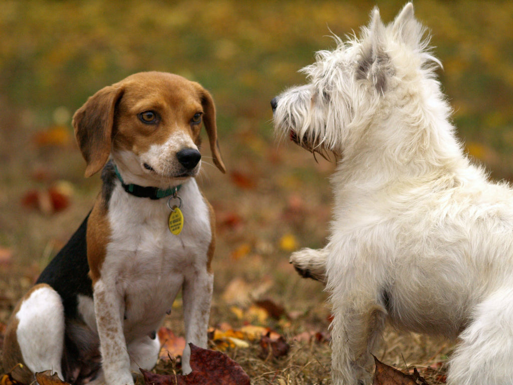 You Need To Know How Much You’ll Spend On Your Pet's Health