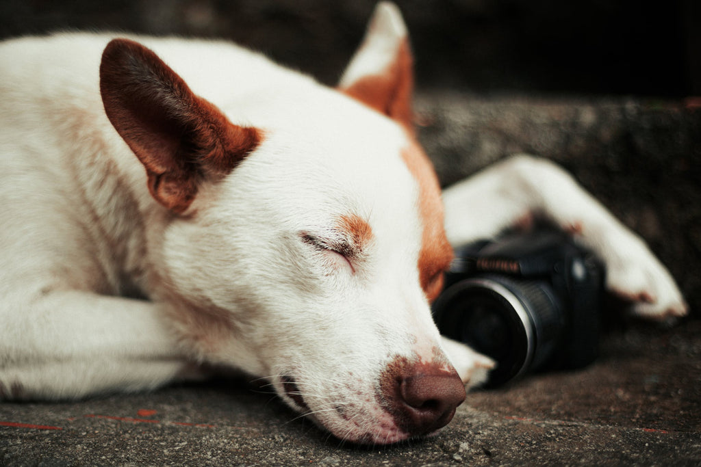 Coronavirus in Dogs: Can They Get It?