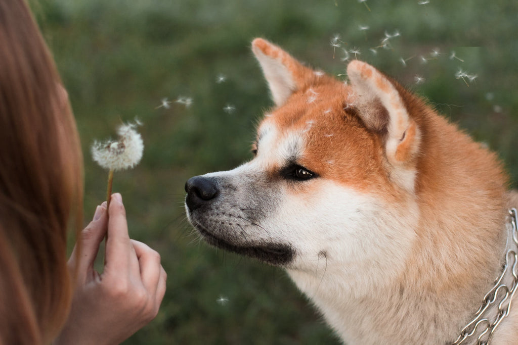 Most Important Facts About Akita Temperament