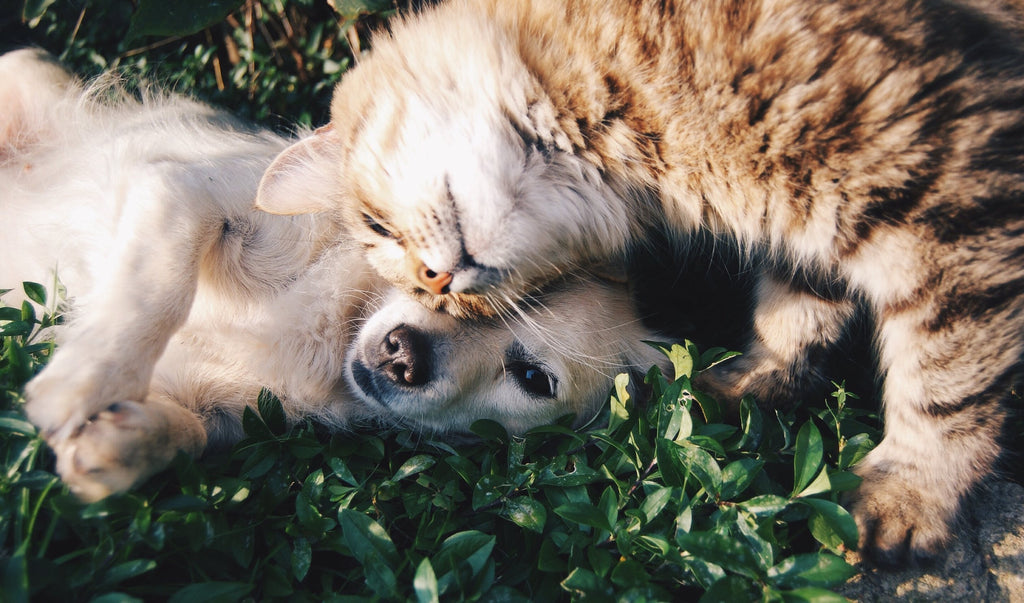 Life Expectancy of 5 Pets: Which Is In The World The Longest