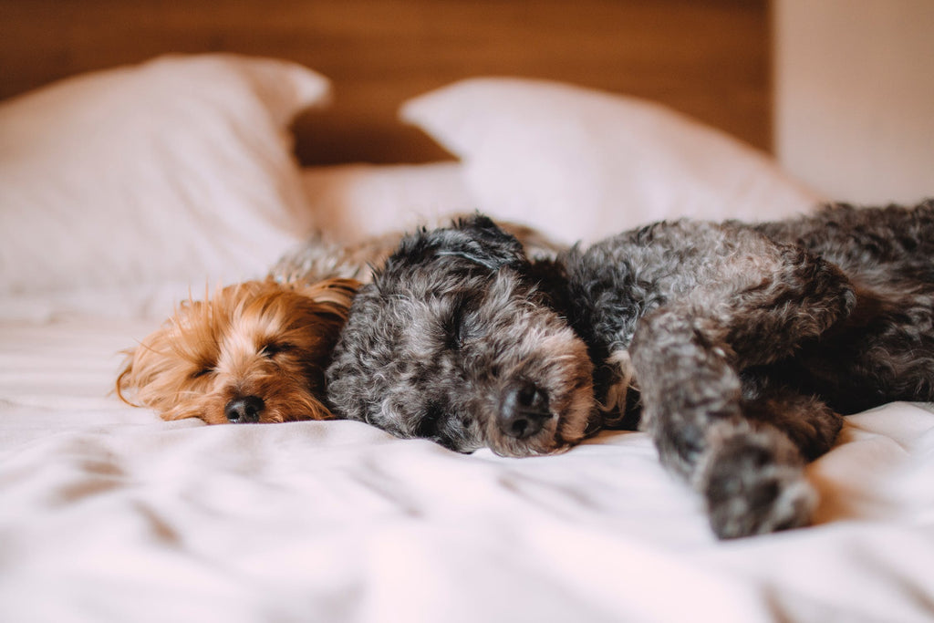 Most Important Dog Safety Tips Due to Coronavirus