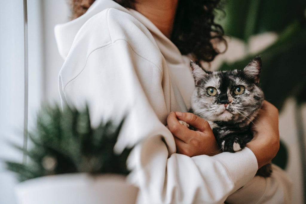 Most Affectionate Cat Breeds