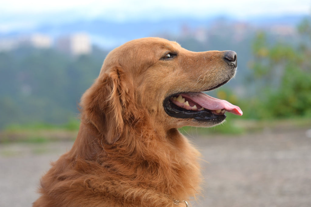 How Long do Golden Retrievers Live?