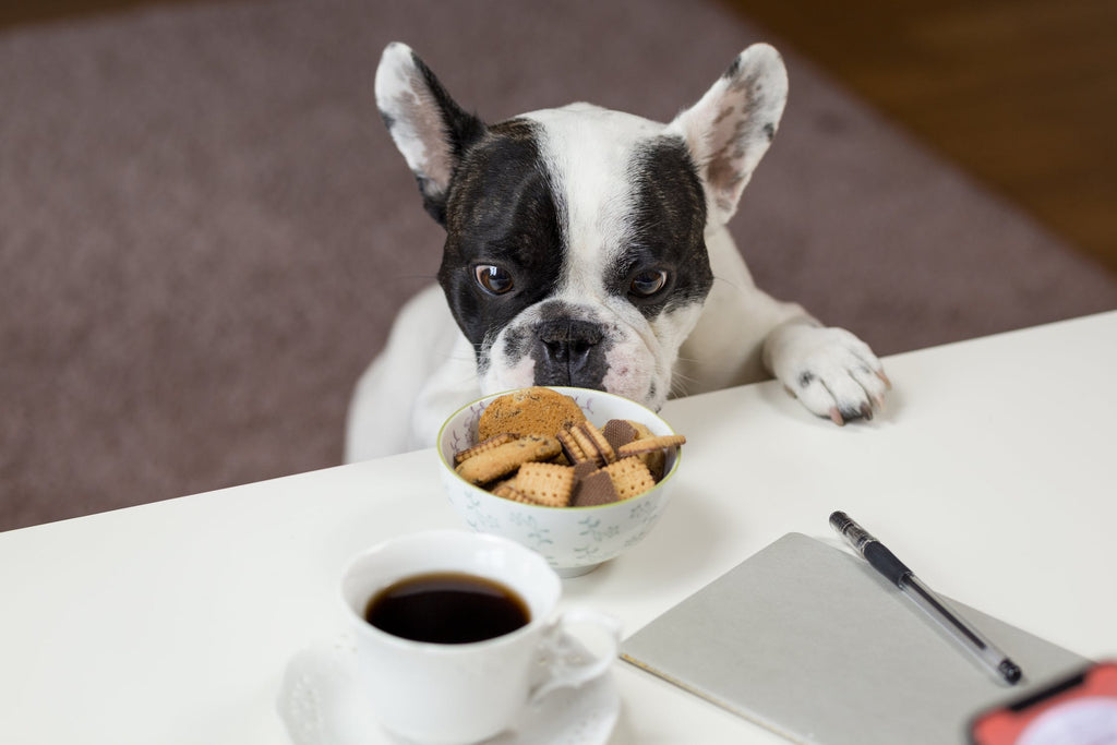 How The Pet Retail Industry Plans To Grow In 2020