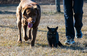 Understanding Cushing's Disease in Dogs and Cats