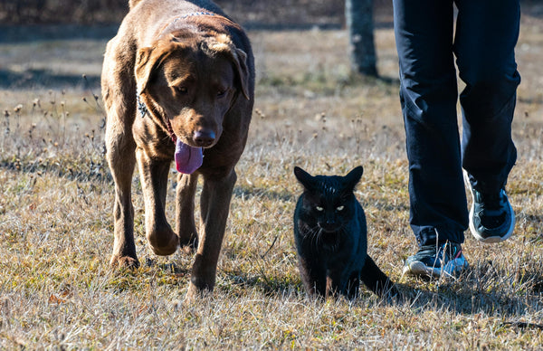 Understanding Cushing's Disease in Dogs and Cats