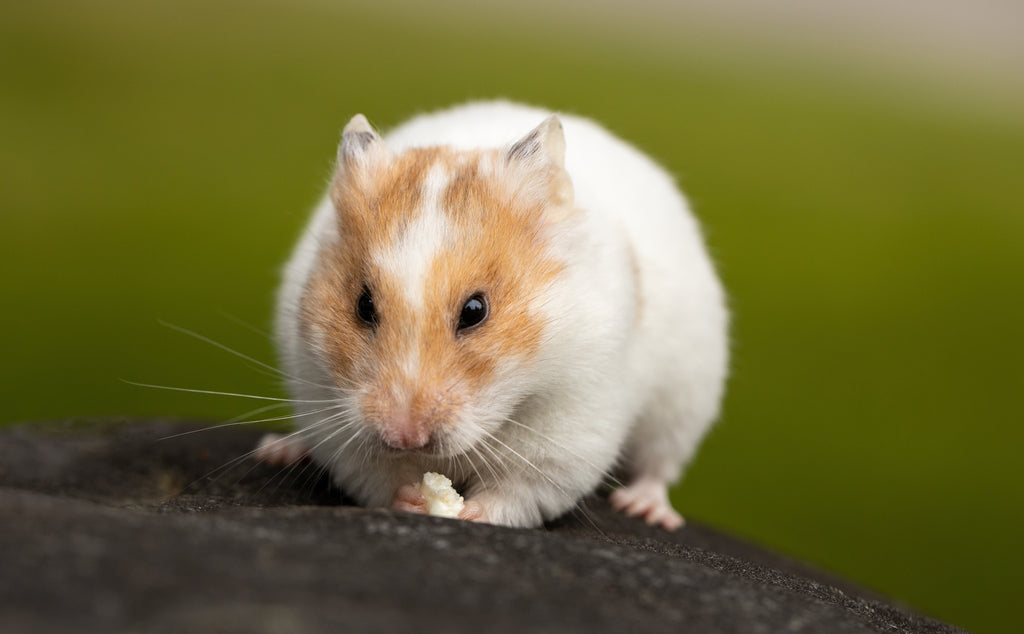 Hamster Care: What You Need To Know To Give Your Pet the Best Life