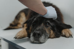 Mast Cell Tumors in Dogs: Understanding One of the Most Common Skin Cancers